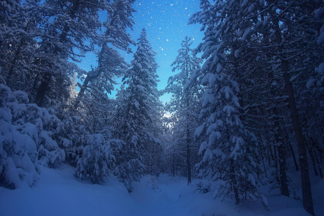 Обои картинки фото природа, лес, зима, снег, деревья, пейзаж