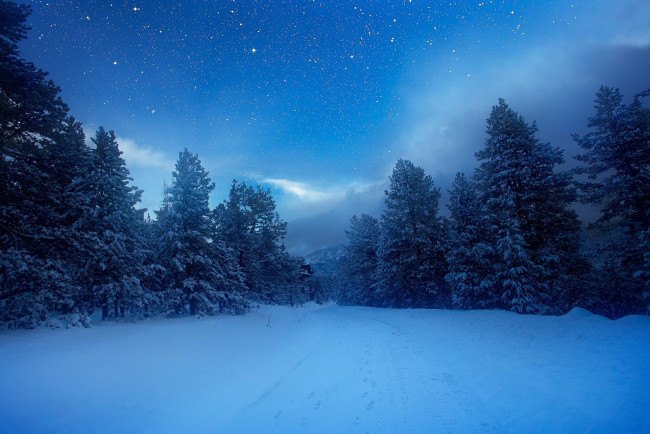 Обои картинки фото природа, зима, лес, снег, деревья, пейзаж