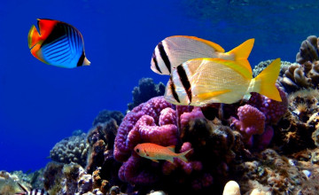 Картинка животные морская+фауна рыбы кораллы актинии