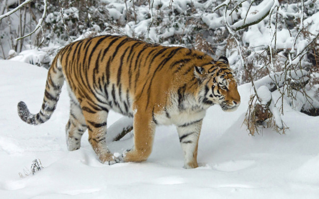 Обои картинки фото животные, тигры, зима, снег, деревья, тигр, дикая, кошка