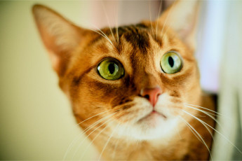 Картинка животные коты кот рыжий взгляд