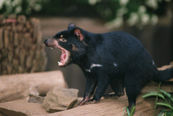Картинка животные тасманийский дьявол