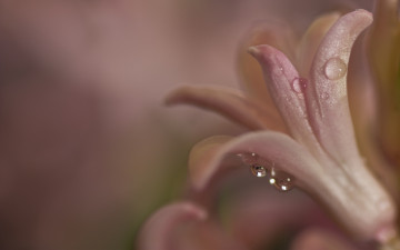 Картинка цветы гиацинты