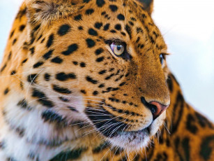 Картинка животные леопарды крупным планом леопард морда усы