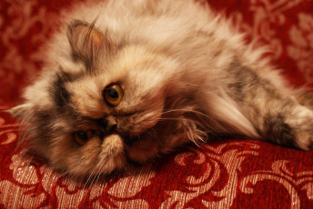 Картинка животные коты персидский кот перс