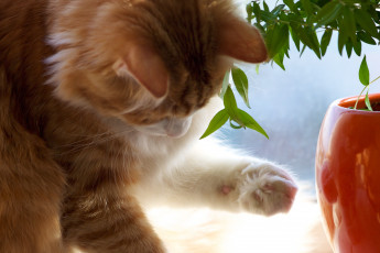 Картинка животные коты лапа листья рыжий
