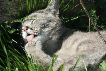 Картинка животные коты язык трава