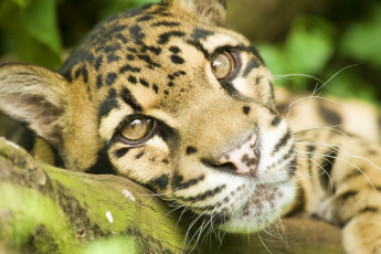 Картинка животные леопарды дымчатый леопард морда взгляд лежит отдых