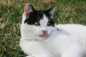 Картинка животные коты язык