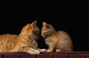Картинка животные коты котёнок кошка с котёнком рыжий