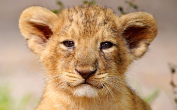Картинка животные львы котёнок морда