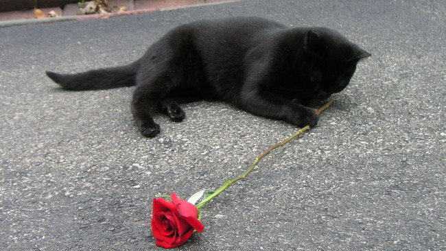 Обои картинки фото животные, коты, котенок, черный, роза