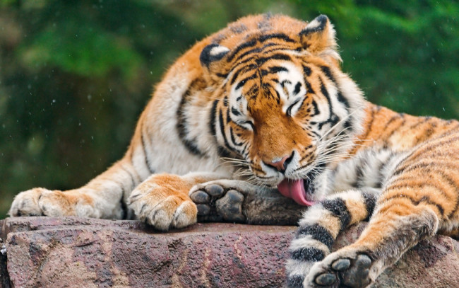 Обои картинки фото животные, тигры, хищник, язык