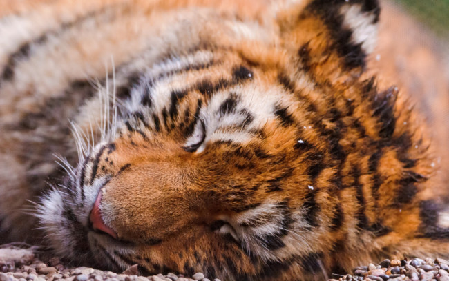 Обои картинки фото животные, тигры, сон