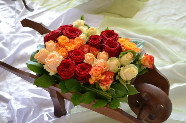 Обои картинки фото цветы, розы, кремовый, оранжевый, красный