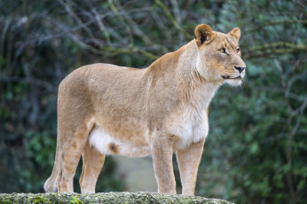 Картинка животные львы красавица