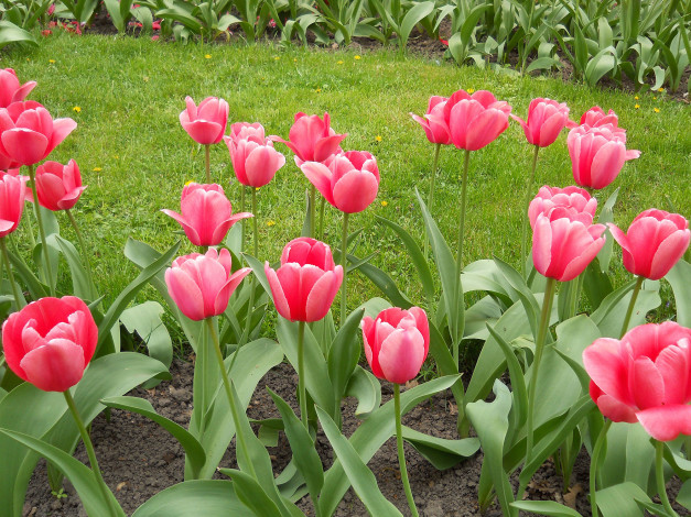 Обои картинки фото тюльпаны в киеве, цветы, тюльпаны, день, в, киеве, весна, ботанический, сад, украина, киев