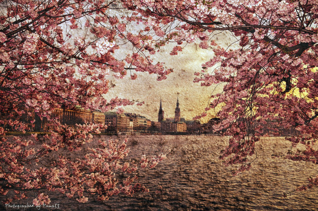 Обои картинки фото города, гамбург , германия, цветение, весна, текстура