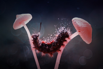 Картинка животные гусеницы гусеница лохматая грибы макро волосатая