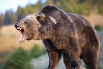 Картинка животные медведи рычит хищник медведь млекопитающее зверь бурый