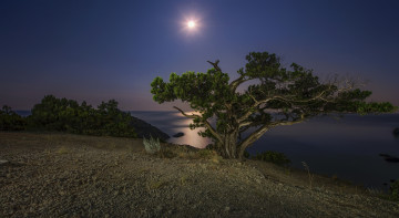 Картинка природа побережье небо луна море обрыв дерево