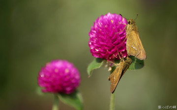 Картинка животные бабочки +мотыльки +моли розовый клевер