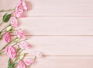 Картинка цветы эустома фон розовый