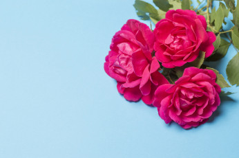 Картинка цветы розы фон букет