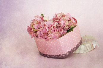 обоя цветы, гортензия, коробка, розовые, сердечко