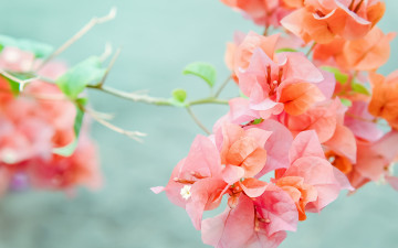 Картинка цветы бугенвиллея природа ветка бугинвилия розовая -оранжевая
