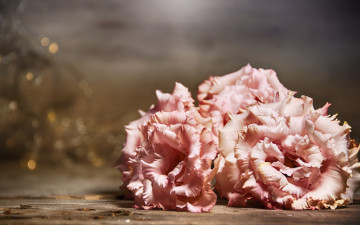 Картинка цветы эустома стол розовые