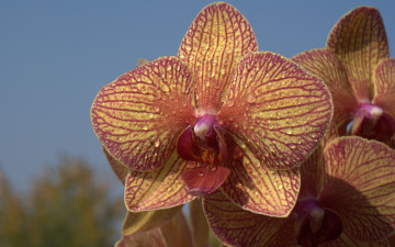 Картинка цветы орхидеи макро капли