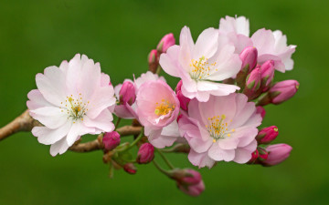 Картинка цветы сакура +вишня макро вишня фон весна бутоны цветение цветки ветка вишни
