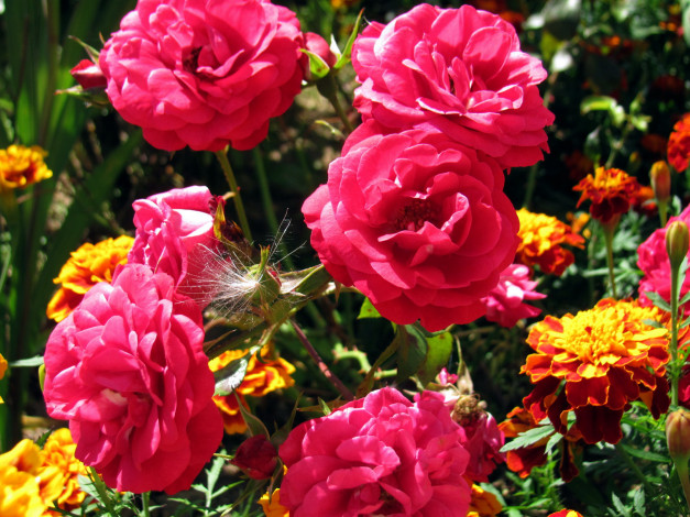 Обои картинки фото цветы, разные вместе, розы, бархатцы
