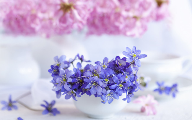 Обои картинки фото цветы, анемоны,  сон-трава, букет, ваза, hepatica
