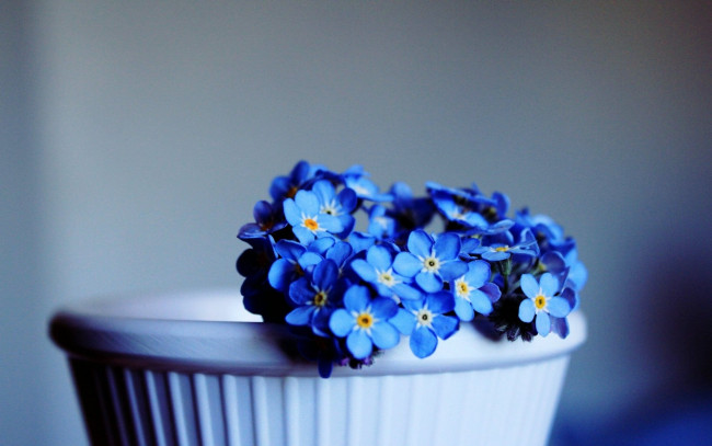 Обои картинки фото цветы, незабудки, синий
