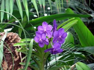 Картинка цветы орхидеи лиловые