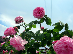 Картинка цветы розы розовые куст