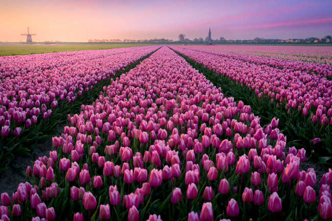 Обои картинки фото цветы, тюльпаны, поле, небо, весна, домики, розовые, много, ряды, голландия, плантация