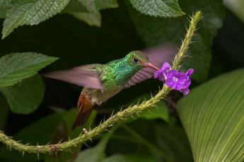 Картинка животные колибри цветок листья полет сиреневый птица трапеза