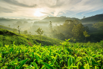 Картинка природа горы чайные плантации