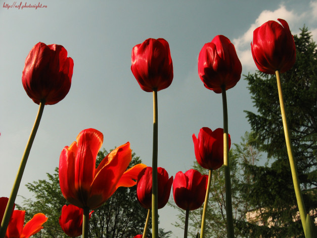 Обои картинки фото кровавые, тюльпаны, мемориала, цветы