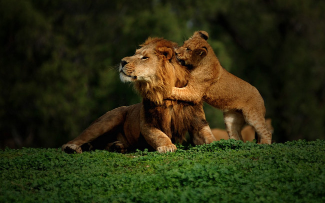 Обои картинки фото armen, ***, животные, львы