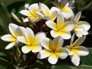 Картинка цветы плюмерия белый тропики