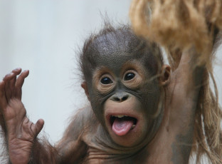 Картинка животные обезьяны язык детеныш орангутан