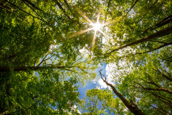 Картинка природа деревья ветки кроны солнце лучи