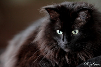 Картинка животные коты черный шерсть взгляд