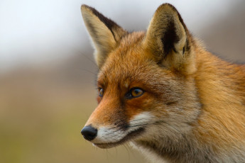 Картинка животные лисы смотрит лиса