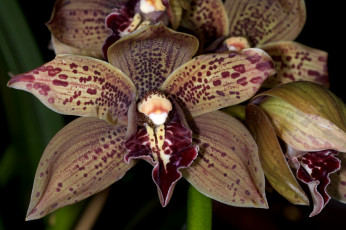 Картинка цветы орхидеи экзотика коричневый пятнистый