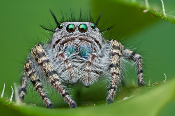 Картинка животные пауки смотрят паук джапер прыгун волосатый глаза